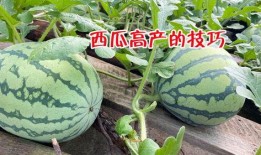 怀仁网红大瓜最新消息 抖音混剪,抖音混剪背后的真相曝光！